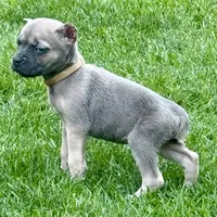 Utah, a male Cane Corso for sale in Longmont, CO – 4 of 5