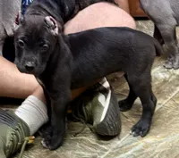 Uzi, a male Cane Corso for sale in Longmont, CO – 2 of 5