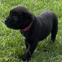 Harlow, a female Cane Corso for sale in Longmont, CO – 8 of 9