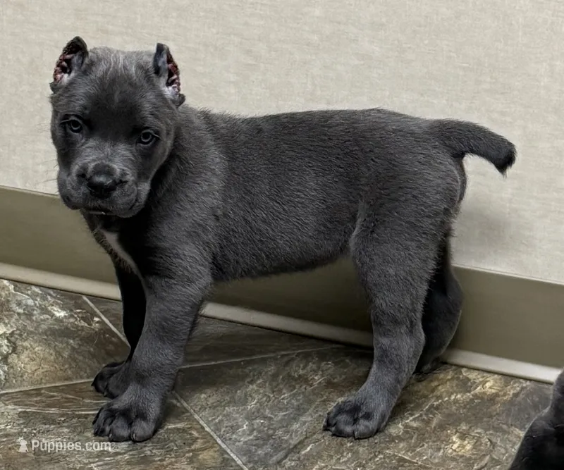Neptune – Cane Corso puppy for sale in Longmont, CO