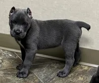 Neptune, a male Cane Corso for sale in Longmont, CO – 1 of 10