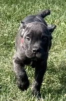 Maybel, a female Cane Corso for sale in Longmont, CO – 10 of 10