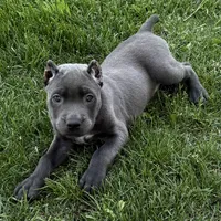 Niomi, a female Cane Corso for sale in Longmont, CO – 10 of 10