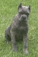 Mica, a female Cane Corso for sale in Longmont, CO – 5 of 10