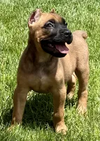Nugget, a male Cane Corso for sale in Longmont, CO – 8 of 10