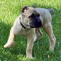 Hunter, a male Cane Corso for sale in Longmont, CO – 2 of 10