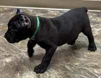 Nacho, a male Cane Corso for sale in Longmont, CO – 5 of 10