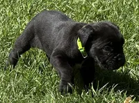 Hannah, a female Cane Corso for sale in Longmont, CO – 8 of 10