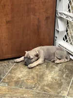 Utah, a male Cane Corso for sale in Longmont, CO – 5 of 5