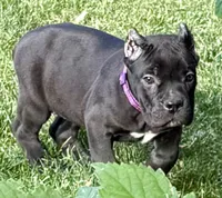 Midnight, a female Cane Corso for sale in Longmont, CO – 4 of 9