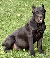 Ula, a female Cane Corso for sale in Longmont, CO – 2 of 10