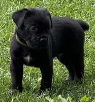 Hagrid, a male Cane Corso for sale in Longmont, CO – 2 of 9
