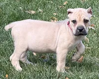 Verona, a female Cane Corso for sale in Longmont, CO – 10 of 10