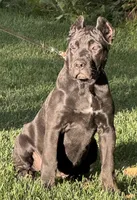 Ursula, a female Cane Corso for sale in Longmont, CO – 8 of 10