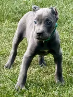 Marvel, a female Cane Corso for sale in Longmont, CO – 10 of 10