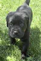 Hudson, a male Cane Corso for sale in Longmont, CO – 10 of 10