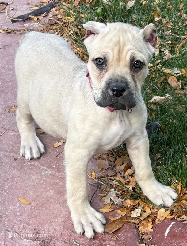 Verona – Cane Corso puppy for sale in Longmont, CO