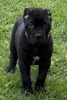 Harlow, a female Cane Corso for sale in Longmont, CO – 1 of 10