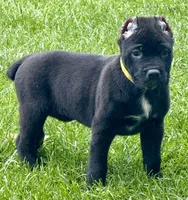 Hazel, a female Cane Corso for sale in Longmont, CO – 3 of 10