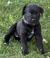Harper, a female Cane Corso for sale in Longmont, CO – 6 of 10