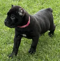 Harlow, a female Cane Corso for sale in Longmont, CO – 8 of 10