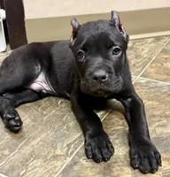 Usher, a male Cane Corso for sale in Longmont, CO – 3 of 8