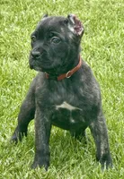 Grazie, a male Cane Corso for sale in Longmont, CO – 6 of 6