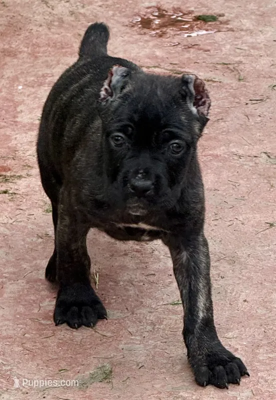 Grazie – Cane Corso puppy for sale in Longmont, CO