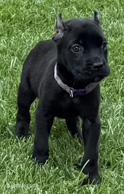 Ula – Cane Corso puppy for sale in Longmont, CO