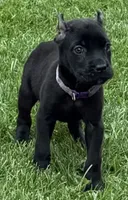 Ula, a female Cane Corso for sale in Longmont, CO – 1 of 6