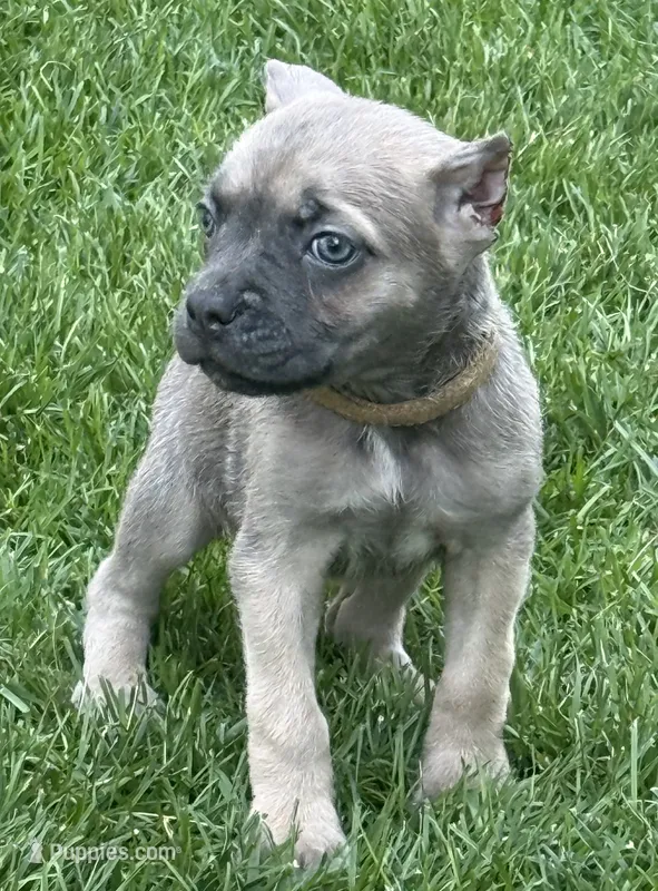 Utah – Cane Corso puppy for sale in Longmont, CO