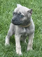 Utah, a male Cane Corso for sale in Longmont, CO – 1 of 5