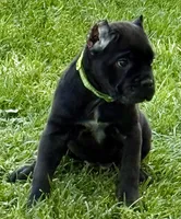 Hannah, a female Cane Corso for sale in Longmont, CO – 3 of 10