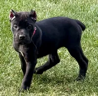 Monarch, a female Cane Corso for sale in Longmont, CO – 6 of 10