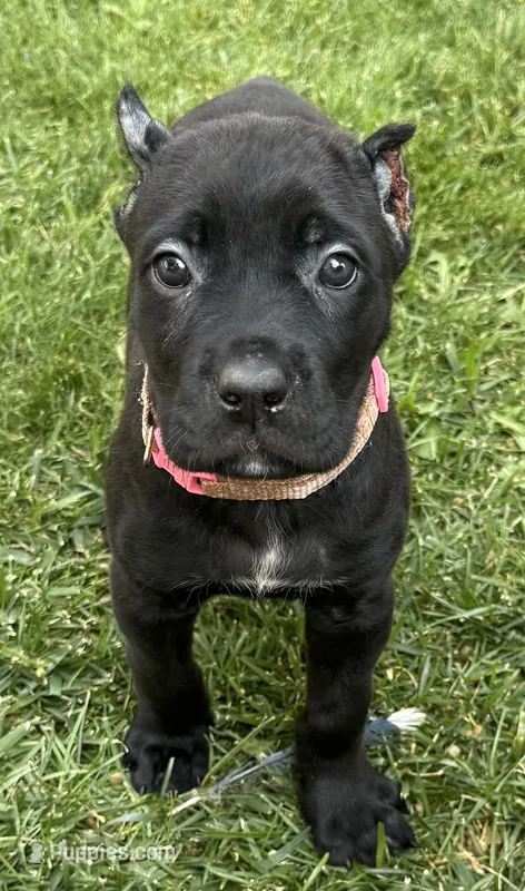 Ursula – Cane Corso puppy for sale in Longmont, CO