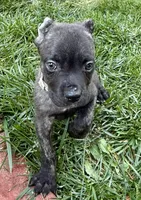 Ghost, a male Cane Corso for sale in Longmont, CO – 5 of 6