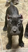 Monarch, a female Cane Corso for sale in Longmont, CO – 10 of 10