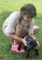 Ultra, a female Cane Corso for sale in Longmont, CO – 8 of 9
