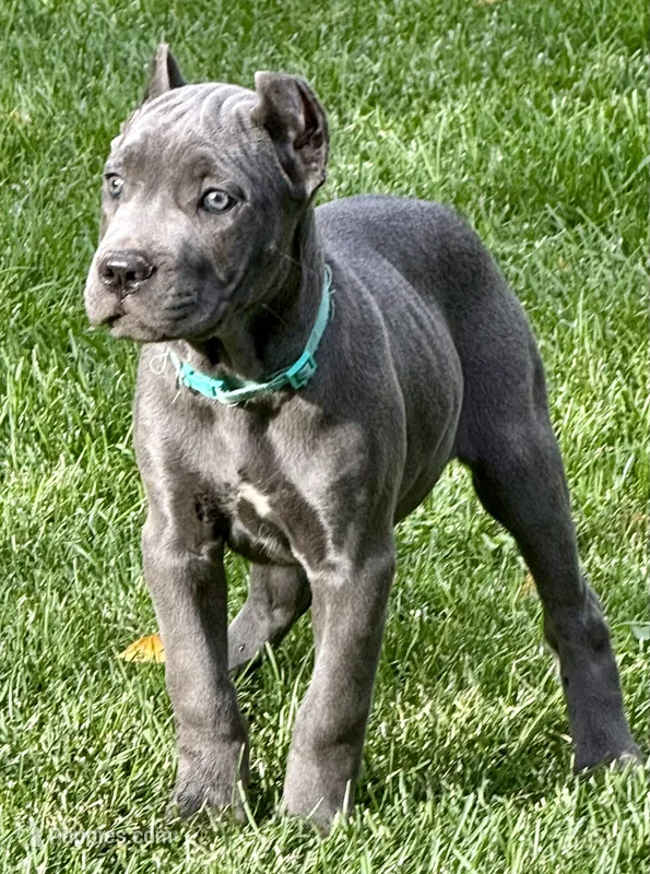 Marvel – Cane Corso puppy for sale in Longmont, CO