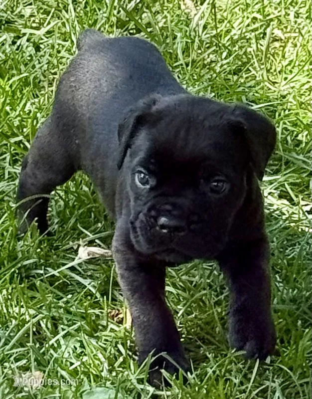 Hannah – Cane Corso puppy for sale in Longmont, CO