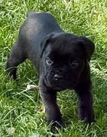 Hannah, a female Cane Corso for sale in Longmont, CO – 1 of 10