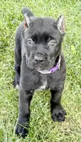 Harper, a female Cane Corso for sale in Longmont, CO – 9 of 10