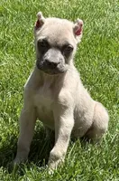 Nova, a female Cane Corso for sale in Longmont, CO – 6 of 10