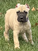Vesta, a female Cane Corso for sale in Longmont, CO – 3 of 10