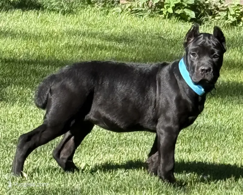 Hope – Cane Corso puppy for sale in Longmont, CO