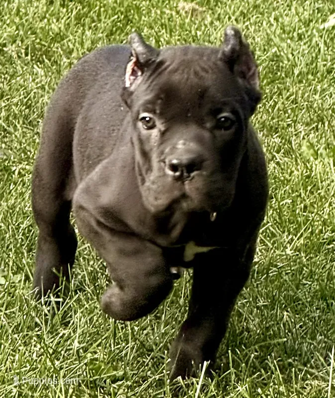 Midnight – Cane Corso puppy for sale in Longmont, CO