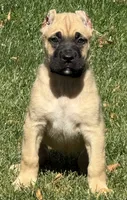Vic, a male Cane Corso for sale in Longmont, CO – 10 of 10