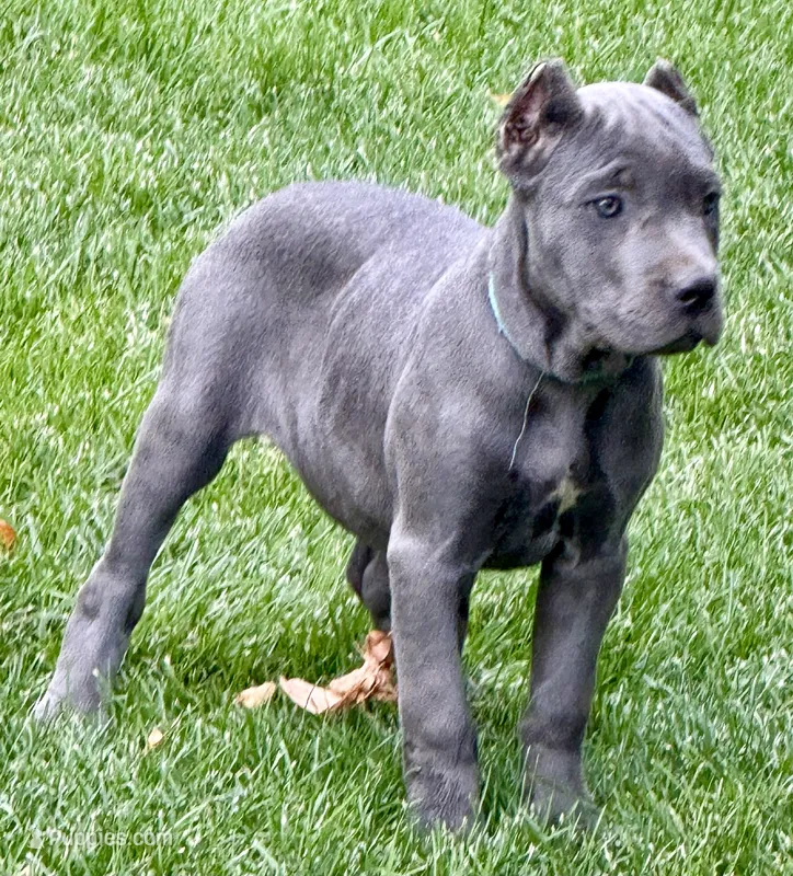 Marvel – Cane Corso puppy for sale in Longmont, CO