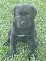 Hudson, a male Cane Corso for sale in Longmont, CO – 2 of 10
