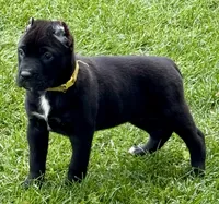 Hazel, a female Cane Corso for sale in Longmont, CO – 2 of 10